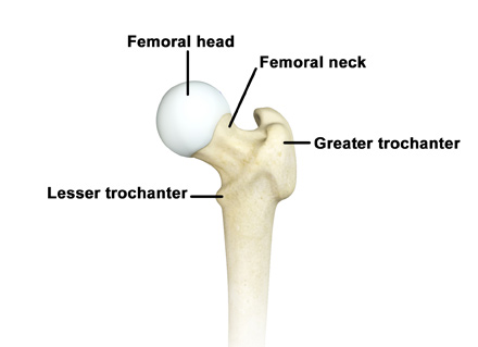 Hip Anatomy